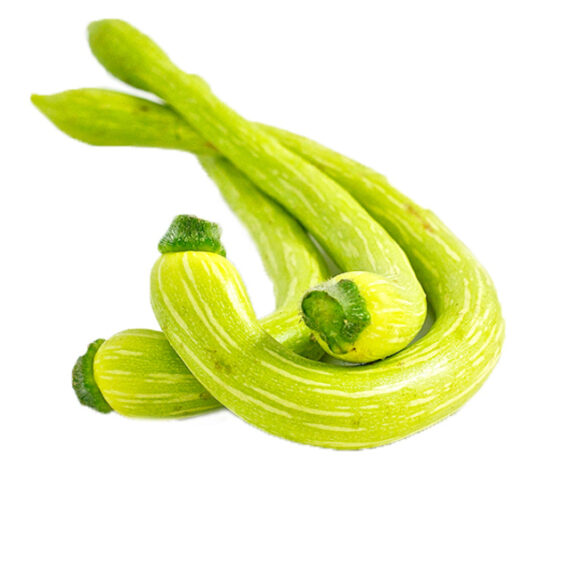 Featued Fresh Vegetables